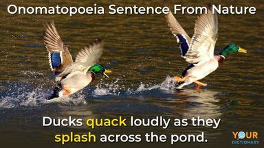 Parroting: meaning, definitions and examples.